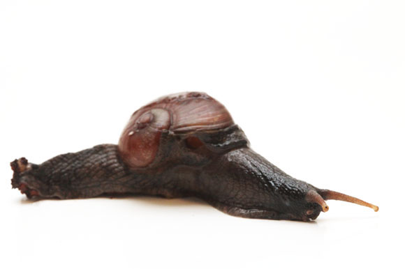 Ratnadvipia irradians Kandy, Sri Lanka adult